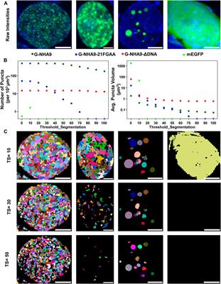 An Image Analysis Pipeline for Quantifying the Features of Fluorescently-Labeled Biomolecular Condensates in Cells